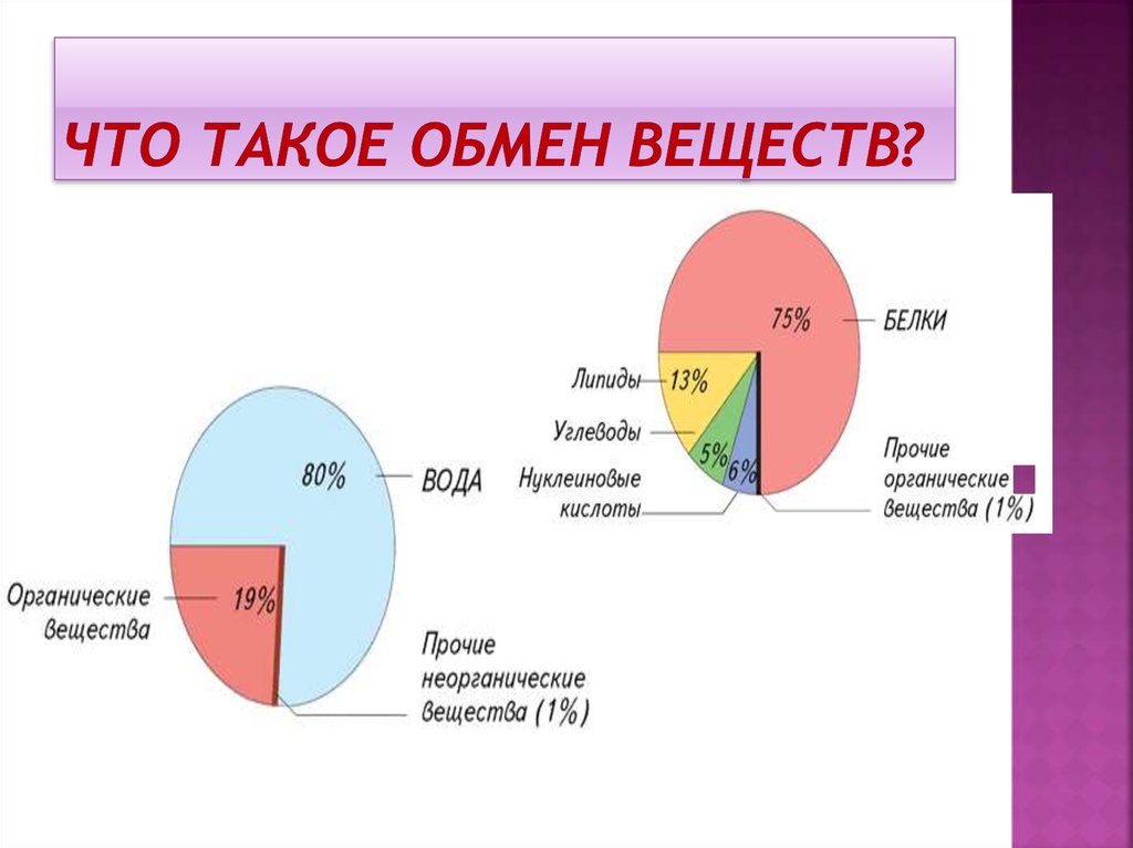 Обмен веществ трансляция