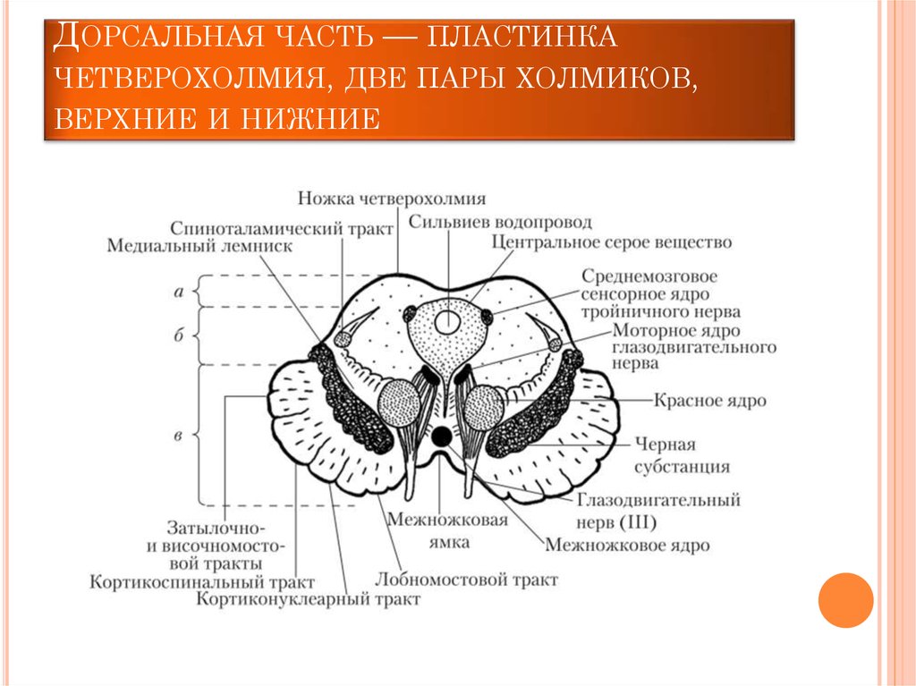 Строение среднего мозга в головном мозге. Крыша среднего мозга (пластинка четверохолмия). Покрышка среднего мозга анатомия. Строение среднего мозга анатомия. Бугры четверохолмия среднего мозга.