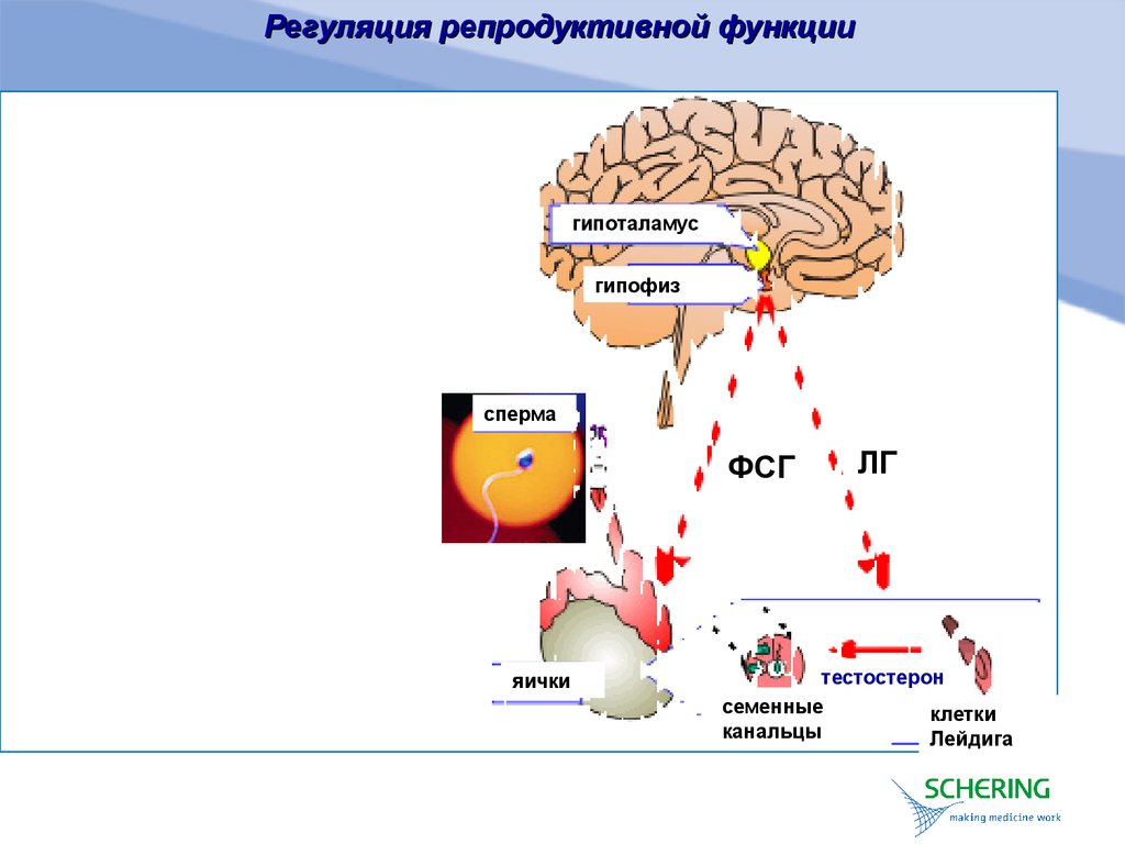 Схема регуляции репродуктивной функции женщины