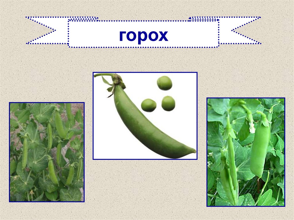 Проект про горох