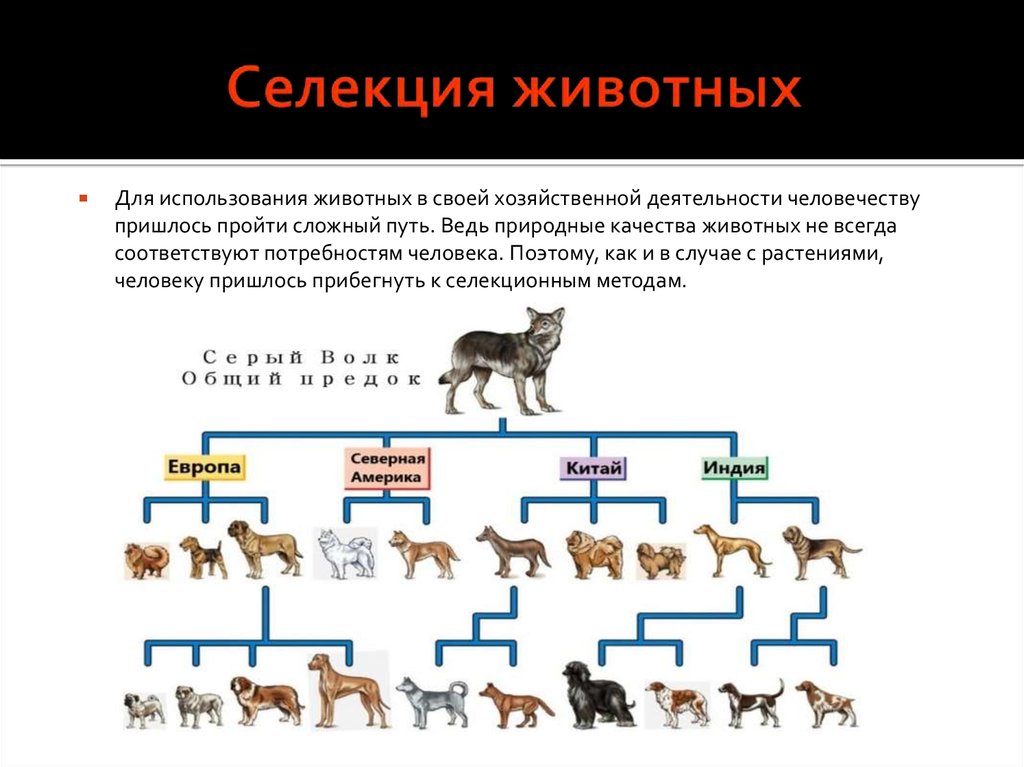 Селекция животных примеры презентация