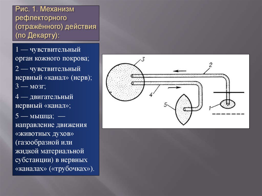 Р рефлекс. Рефлекторная дуга Декарта. Механизм действия рефлекторной дуги. Модель рефлекторной дуги по Декарту. Схема рефлекса по Декарту.