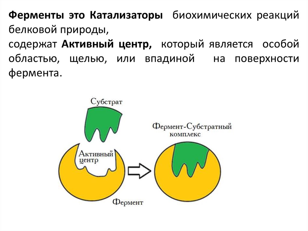 Ферментативные реакции биохимия. Фермент это катализатор биохимической реакции. Ферменты как катализаторы. Ферменты ускоряющие биохимические реакции. Ферменты биологические катализаторы.