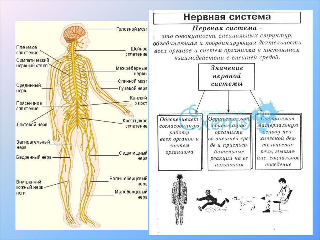 Нервные органы. Нервная система схема кратко. Организм человека система органов нервной системы. Схема нервной системы органов. Состав нервной системы 4 класс.