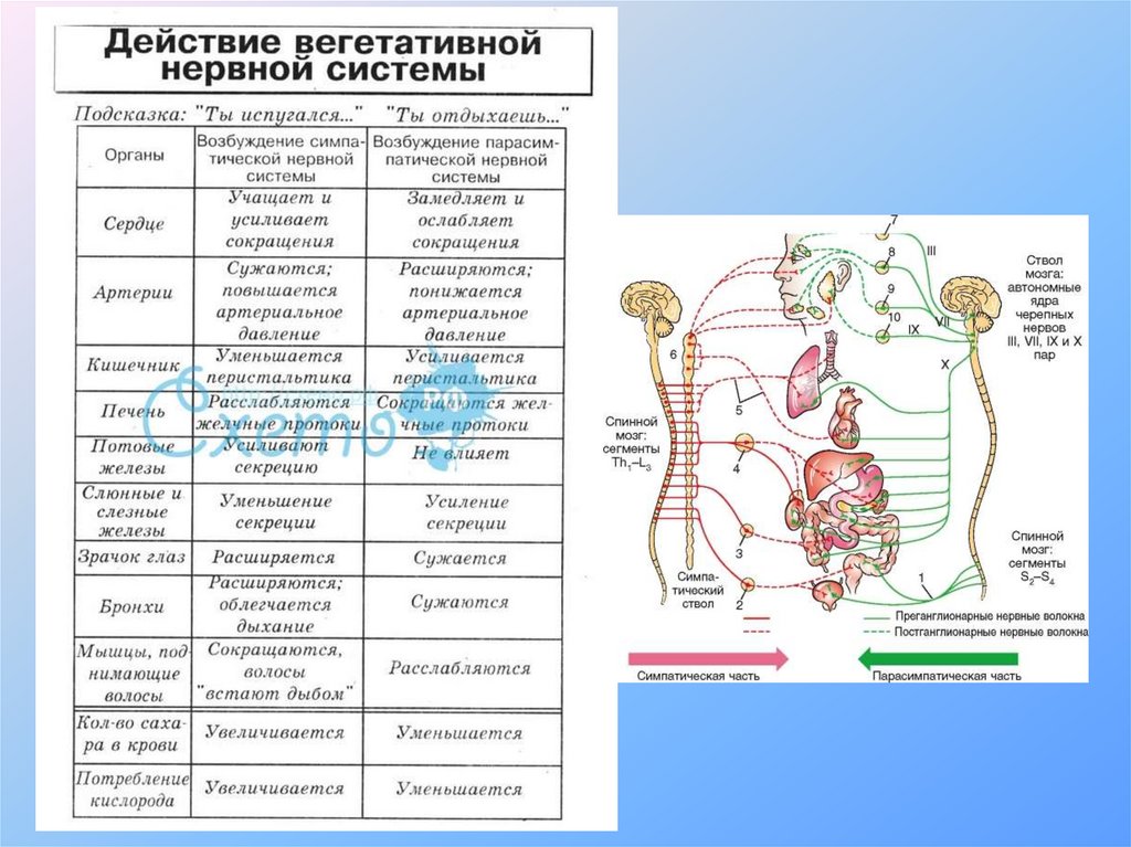 Вегетативное воздействие. Симпатическая и парасимпатическая нервная система таблица. Периферический отдел вегетативная нервная система человека. Схема строения вегетативной нервной системы человека. Биология 8 класс вегетативная система.