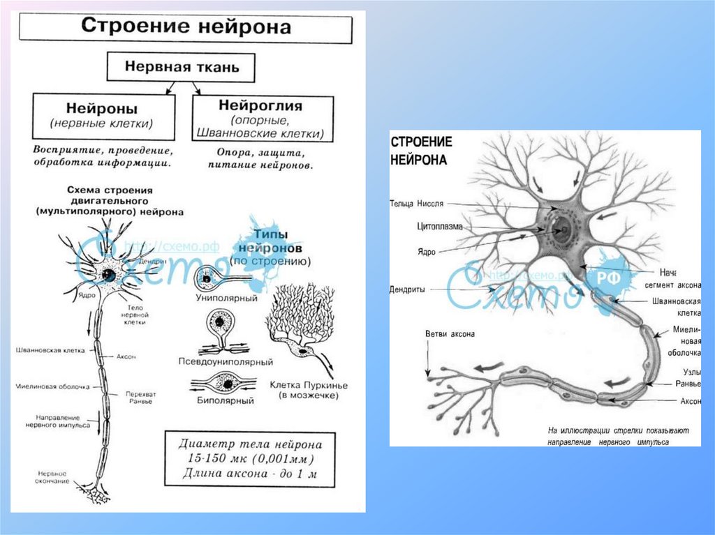 Нервная ткань состоит из собственно нервных клеток. Нервная ткань строение нейрона. Схема строения нервной ткани. Схема строения нейрона. Нейрон строение и функции.
