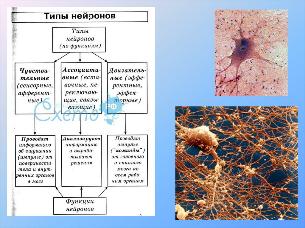 Виды нервной. Компоненты нервной ткани таблица. Нервная ткань Нейрон строение и функции таблица. Клетки нервной системы таблица. Строение нервной ткани таблица.