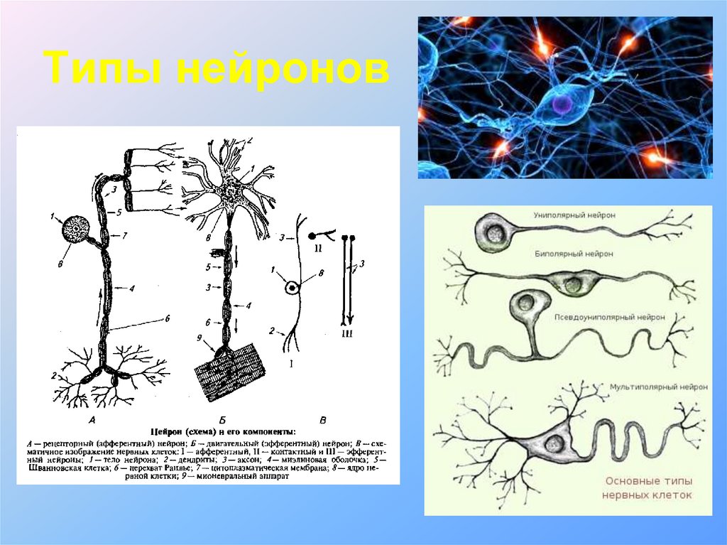 Осуществляет связь между нейронами какой нейрон. Типы нейронов. Типы нервных клеток. Порядок видов нейронов. Самый многочисленный Тип нейронов в нервной системе.
