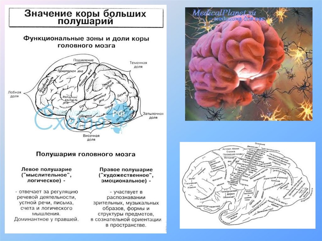 Нервные центры больших полушарий головного мозга. Функциональные зоны коры больших полушарий. Схема слоев коры головного мозга. Функция слоев коры больших полушарий головного мозга.