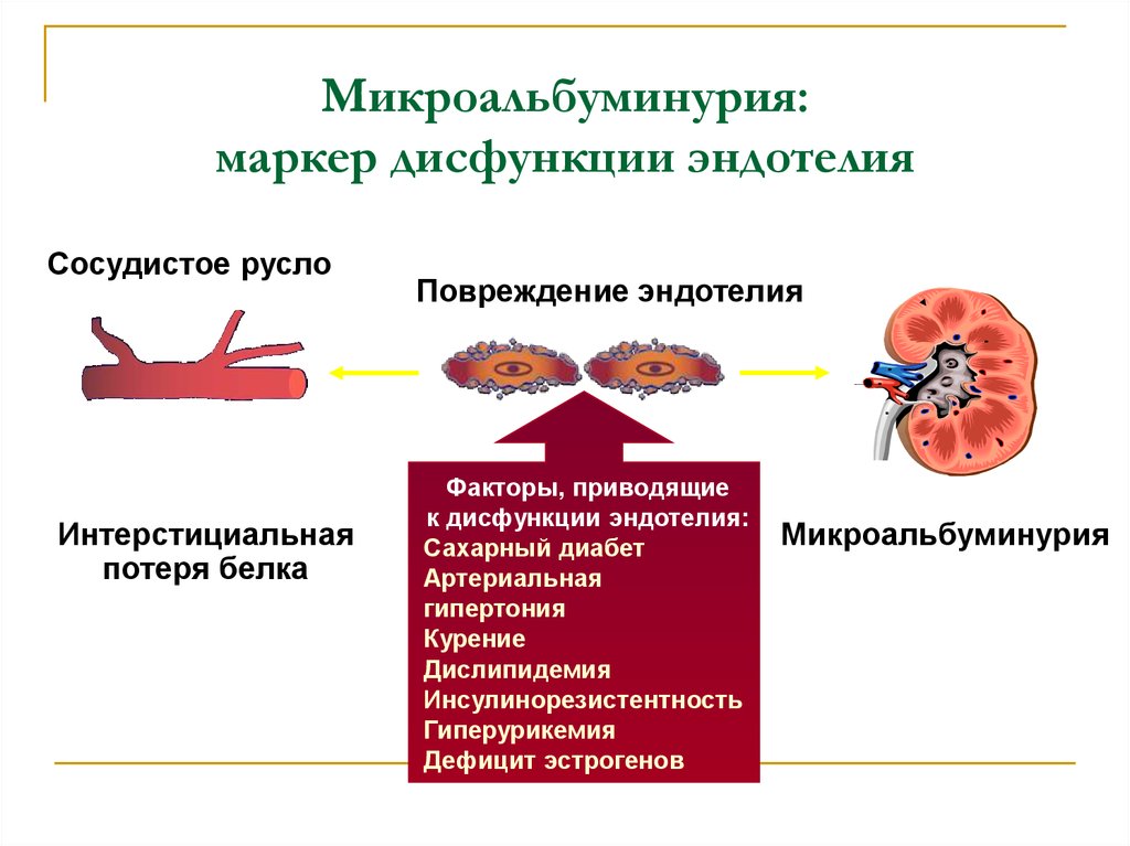 Опишите в виде схемы взаимосвязь эндотелиальной дисфункции с хсн гб тромбозом