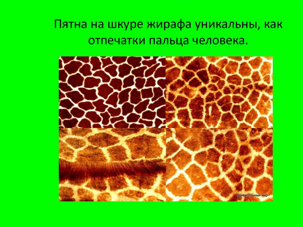 У жирафа пятна