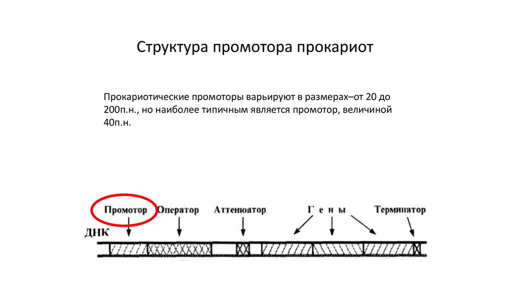 Регуляция генов прокариот