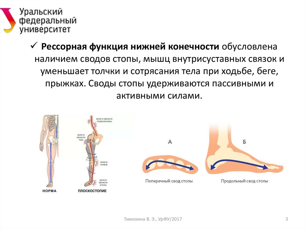 Функции нижних конечностей. Динамическая анатомия. Продольный свод стопы. Рессорная функция.