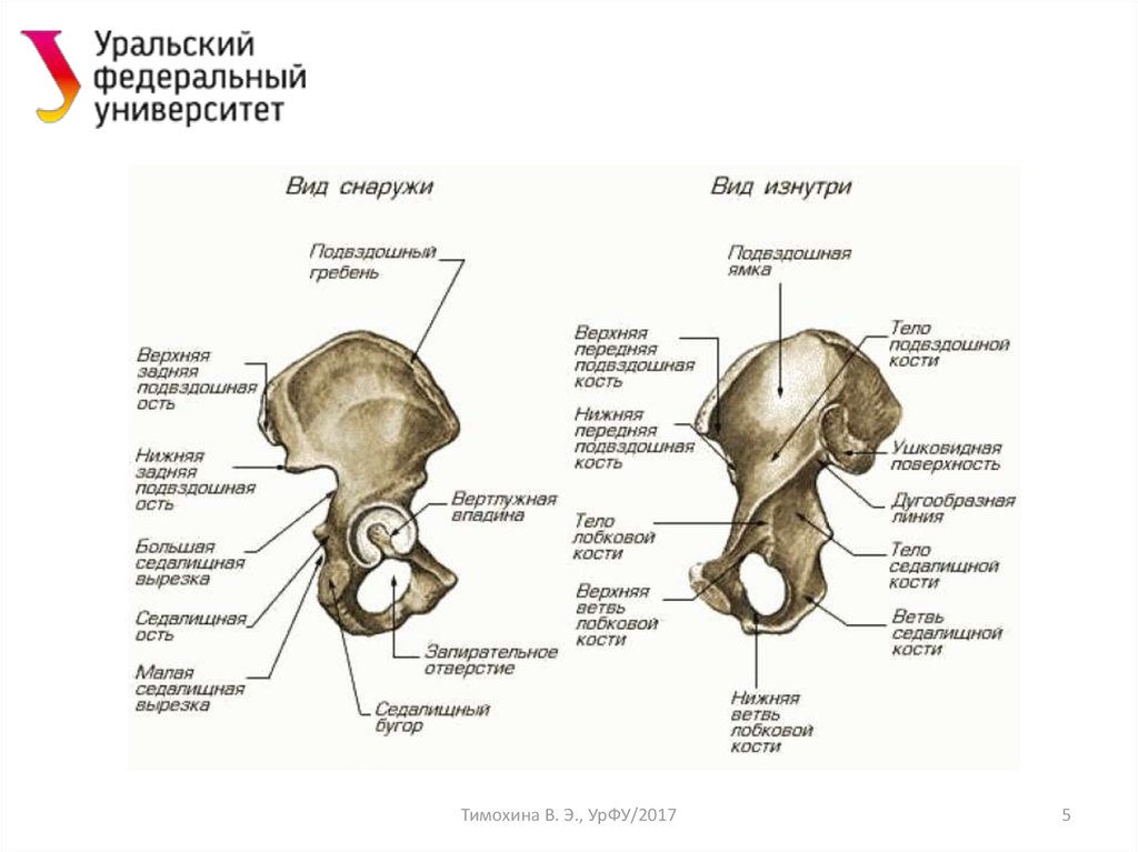 Нижняя подвздошная кость. Подвздошная кость анатомия строение. Подвздошная кость таза анатомия. Тазовая кость анатомия строение. Тазовая кость вид снаружи анатомия.