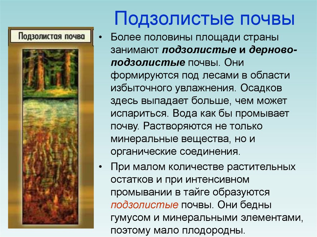 Как используется подзолистая почва. Подзолистые почвы положение в России. Подзолистые почвы климат кратко география 8 класс. Гумусовый Горизонт подзолистых почв.