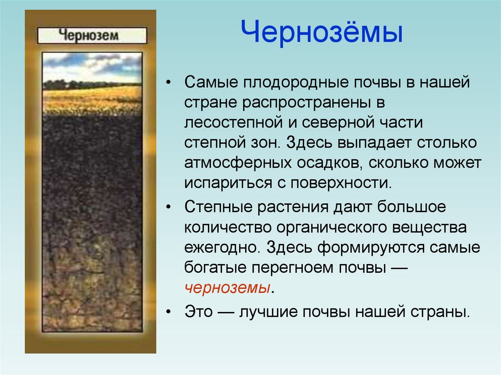 Какие области черноземные почвы россии. Характеристика почв России черноземы. Тип почвы чернозем. Типы черноземных почв. Основные сведения о почве чернозём.