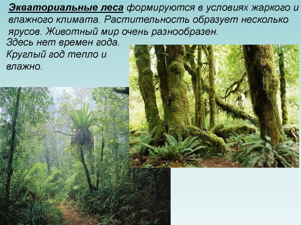 Влажные экваториальные леса это природная зона. Ярусность влажного тропического леса. Ярусы экваториального леса Африки. Растительный мир влажных экваториальных лесов. Растительность влажных экваториальных лесов.