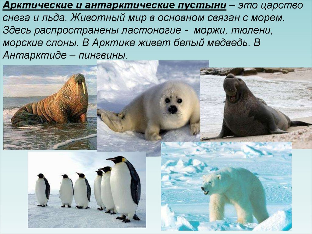 Белый медведь морж и тюлень природная зона. Животный мир арктических и антарктических пустынь. Арктические и антарктические пустыни. Природные зоны арктические и антарктические пустыни. Животный мир в антарктических пустынях.