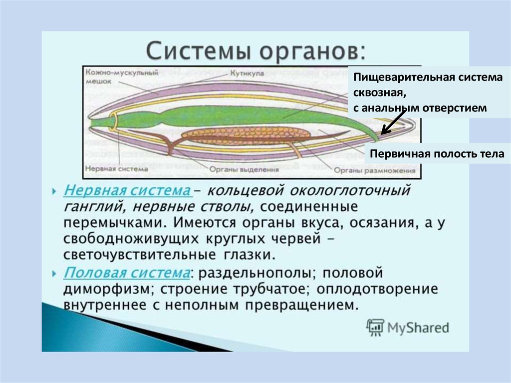 Какая система отсутствует у червя. Системы органов круглых червей. Круглые черви выделительная система 7 класс. Выделительная система круглых червей 7 класс. Строение выделительной системы круглых червей.