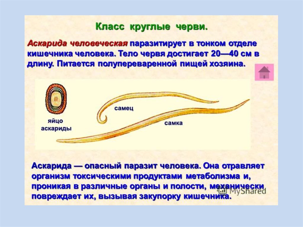 Биология 7 класс Тип круглые черви аскариды