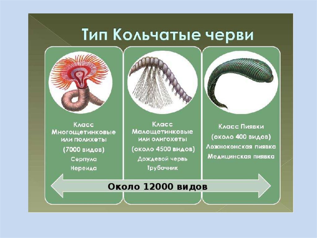 Кольчатые черви примеры животных названия. Классификация кольчатых червей. Классификация типа кольчатых червей. Тип кольчатые черви классификация. Схема классы кольчатых червей.