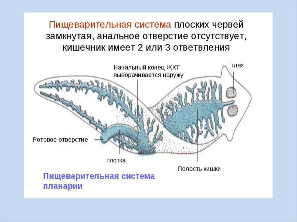 Слепой замкнутая пищеварительная система. У плоских червей есть пищеварительная система.