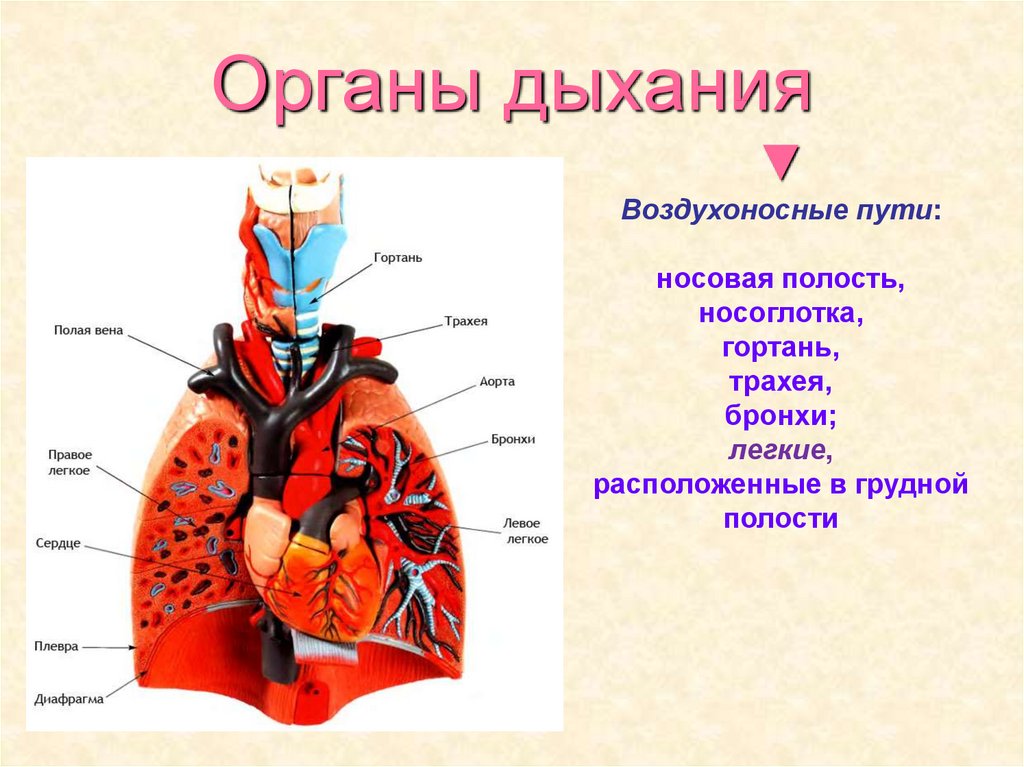 Презентация по биологии 8 класс дыхательная система человека