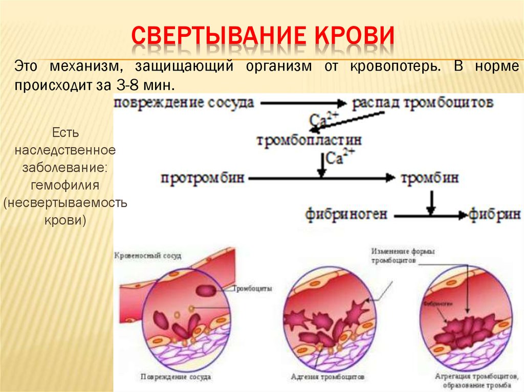 Свертывание крови группы крови