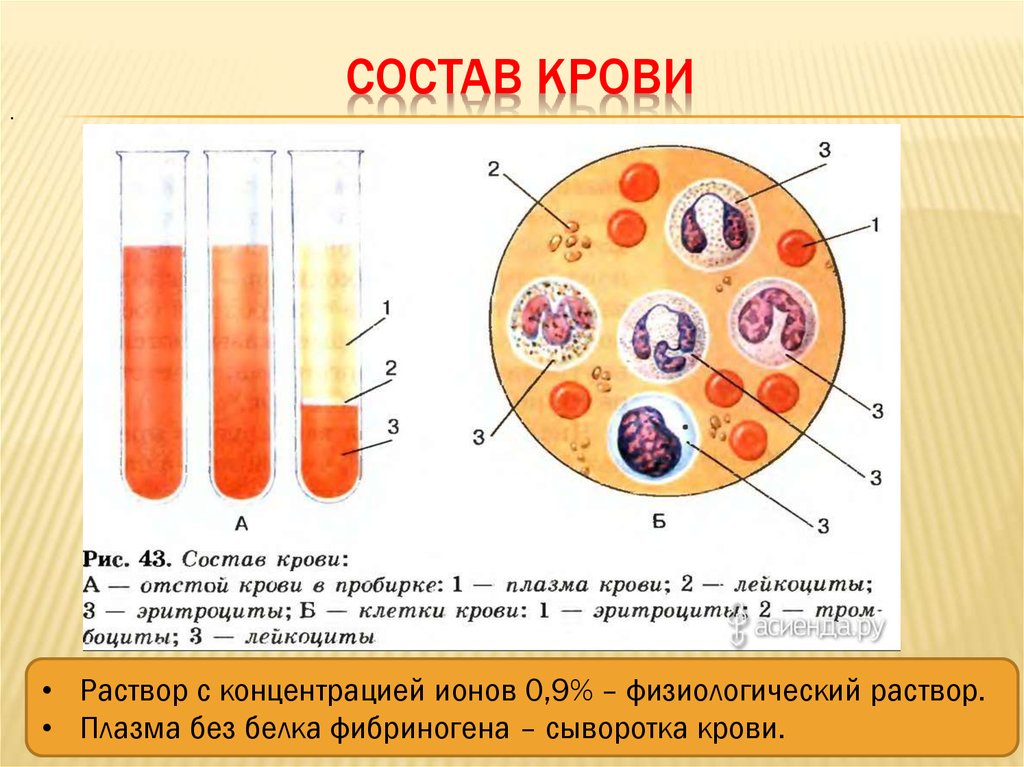 Кровь биология 11 класс