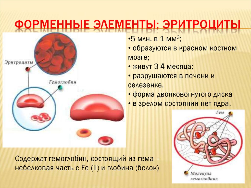 Кровь форменные элементы эритроциты гемоглобин