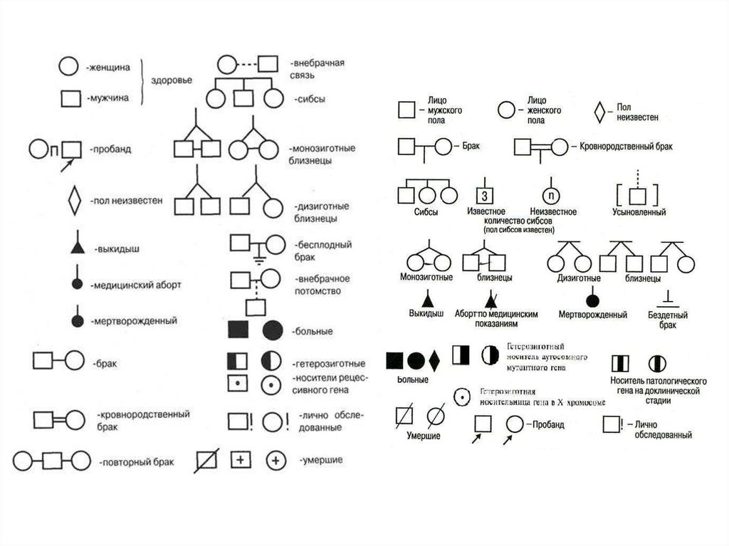 Условные обозначения в генеалогическом древе. Родословная пробанд. Алгоритм анализа родословной схема. Генеалогический метод методика составления родословных и их анализ. Схема генетического исследования родословной.