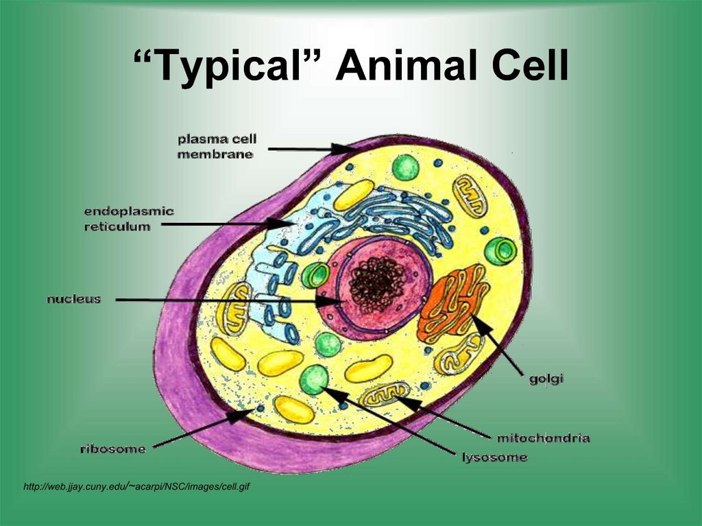 “Typical” Animal Cell