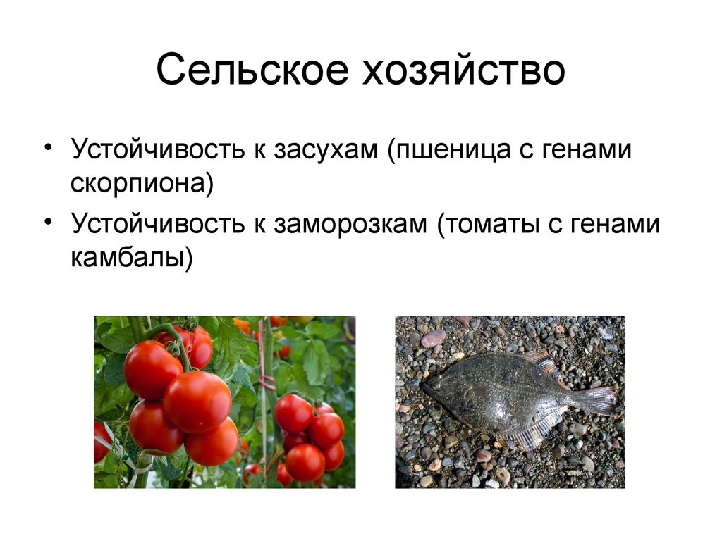 Сельское хозяйство