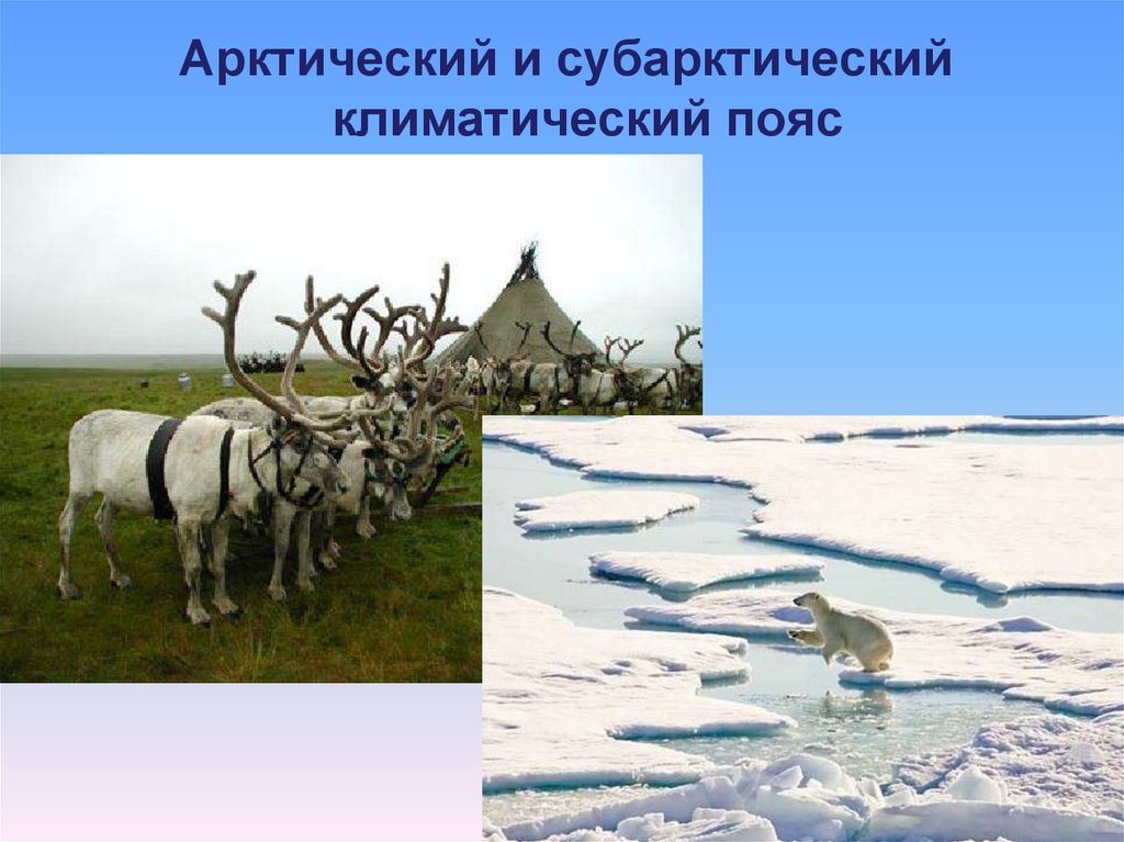 Природная зона субарктического пояса. Субарктический пояс Евразии. Арктический и субарктический климат. Арктический пояс субарктический пояс. Арктический климатический пояс.