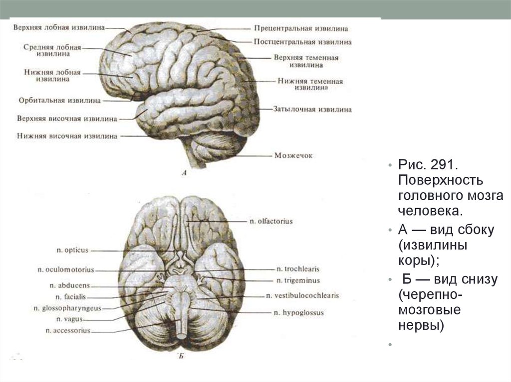 Борозды и извилины мозга человека