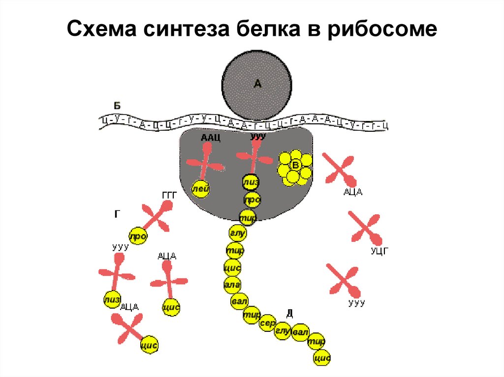 Биосинтез белка относится. Биосинтез белка на рибосоме. Схема синтеза белка в рибосоме трансляция. Схема синтеза белка в рибосоме. Трансляция Биосинтез белка на рибосоме.