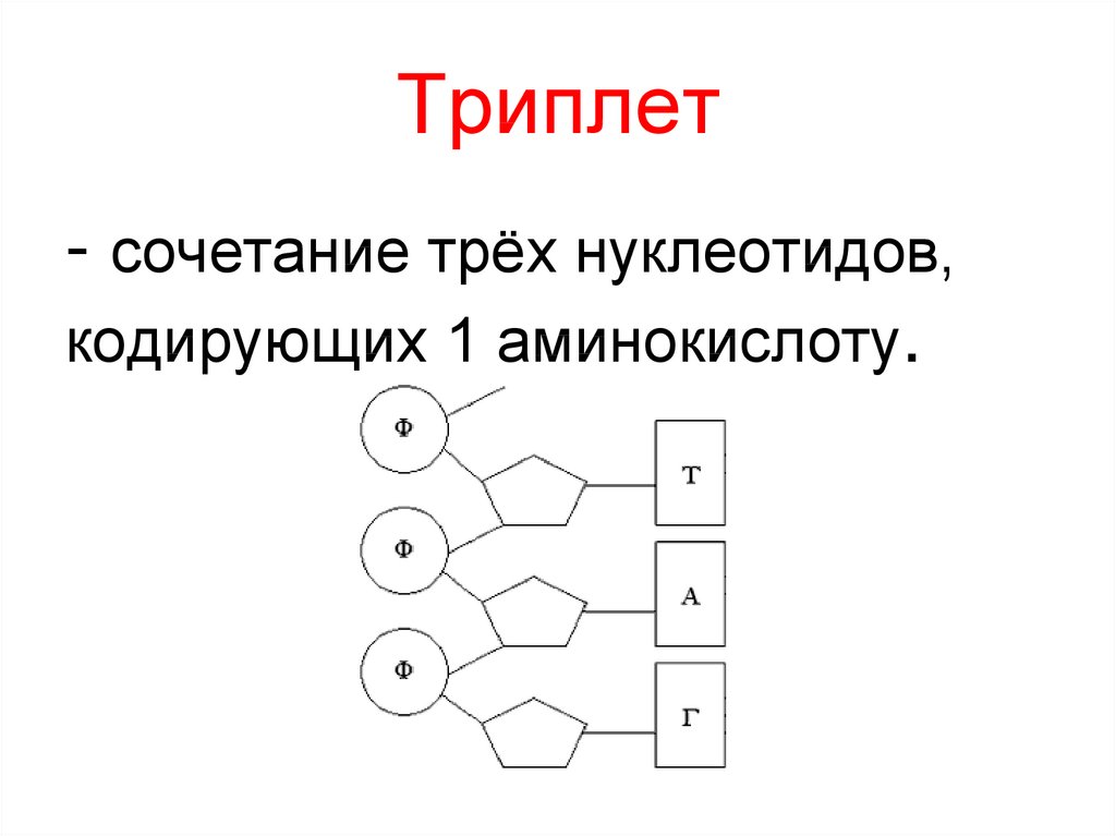 Триплетов кодирует 32 аминокислоты