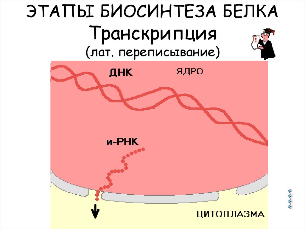 Биосинтез белков транскрипция