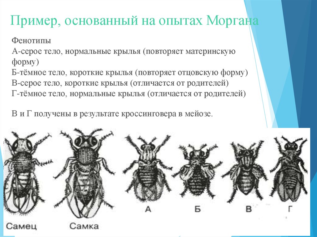 Хромосомная теория моргана кратко