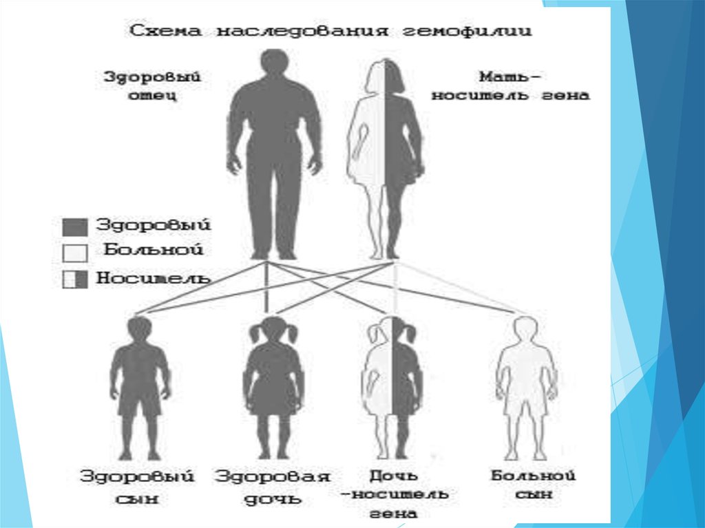 Наследственность является определяющим фактором конституции по схеме