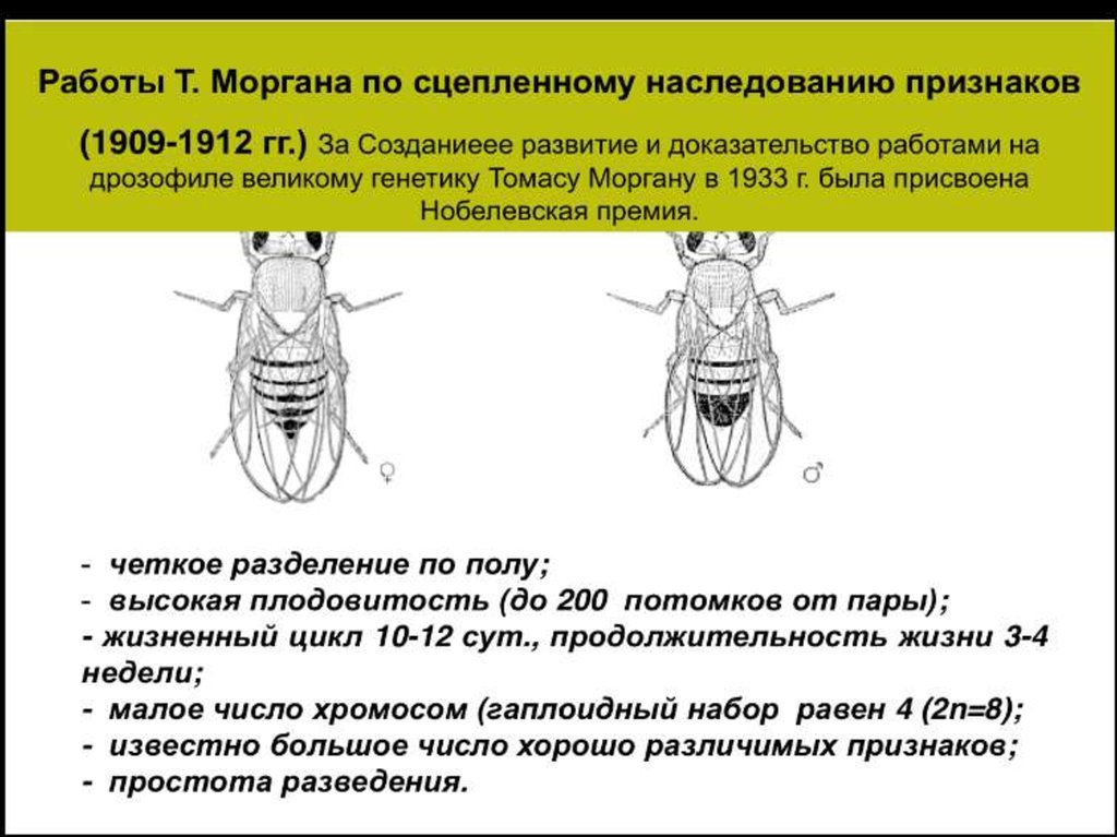 Основные положения хромосомной теории. Работы Моргана.