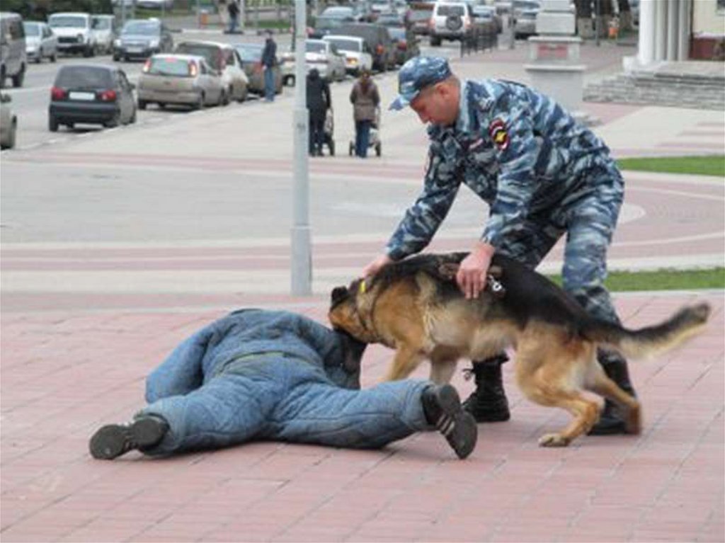 Животное специально выслеживает человека. Полицейский с собакой. Полицейский с собакой догоняет преступника. Немецкая овчарка задерживает преступника. Полиция с собакой.