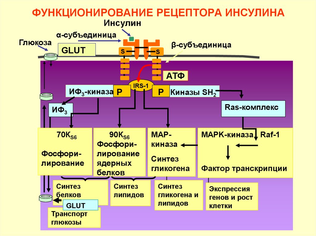 Частью рецепторы. Схема строения рецептора инсулина. Строение инсулинового рецептора биохимия. Строение рецептора инсулина биохимия. Строение рецептора инсулина.