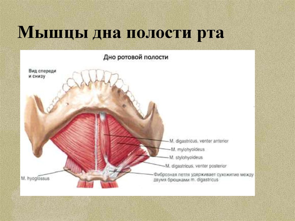 Ротовый. Мышцы дна ротовой полости анатомия. Строение диафрагмы полости рта. Дно полости рта анатомия. Диафрагмой (дном) ротовой полости..
