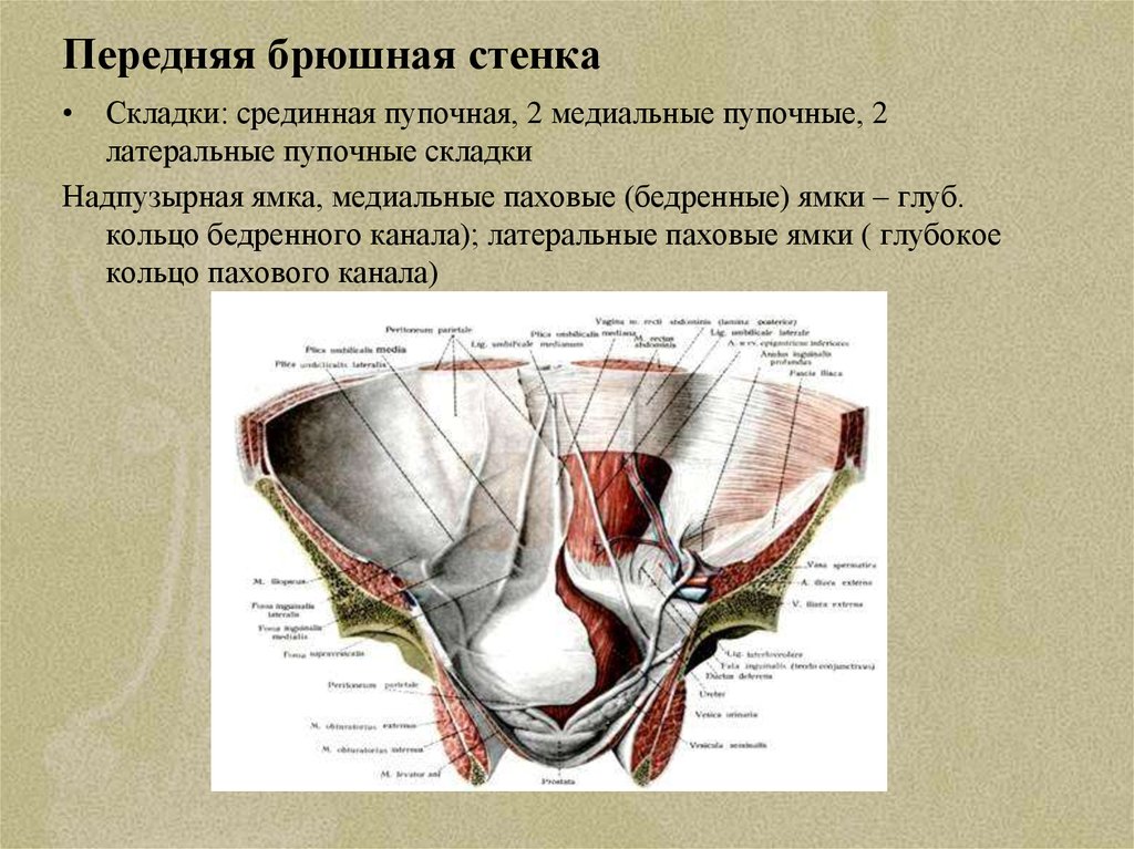 Пахово бедренная связка. Строение передней брюшной стенки анатомия. Анатомия схема внутренней поверхности передней брюшной стенки.. Паховые ямки топографическая анатомия. Передняя брюшная стенка топографическая анатомия.