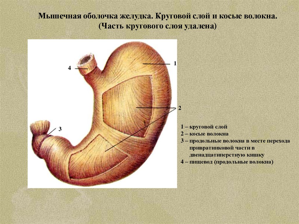 Кольцевой слой. Строение мышечной оболочки желудка. Послойное строение желудка. Слои мышц стенки желудка. Мышечная оболочка желудка анатомия.