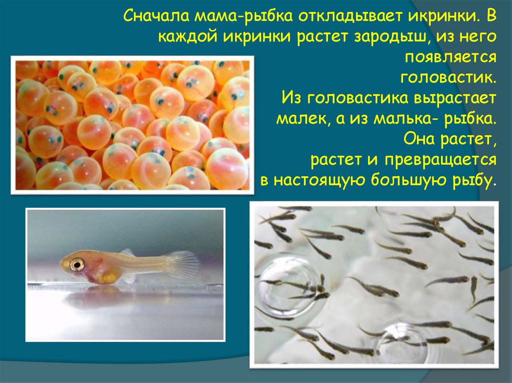 6 класс русский язык рыб. Появление рыбы из икринки. Развитие рыбы из икринки. Стадии развития рыбы. Рыбки из икринок.