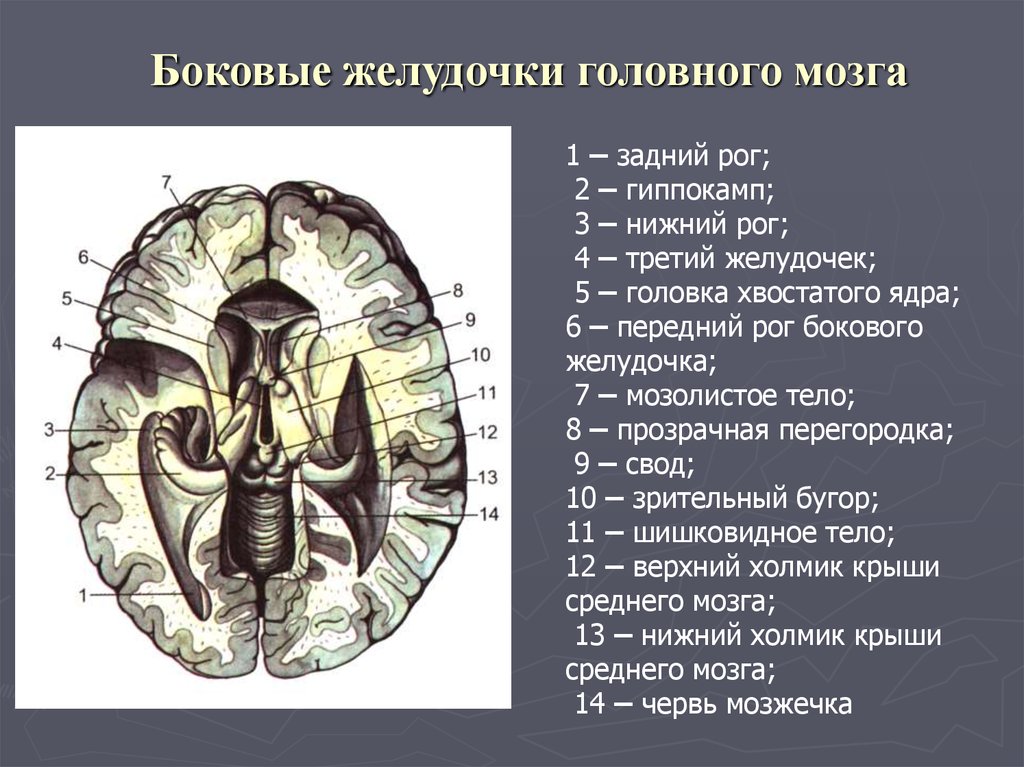 Медиальная стенка. Боковые желудочки головного мозга анатомия. Строение боковых желудочков головного мозга анатомия. Боковые желудочки конечного мозга. Нижний Рог бокового желудочка.