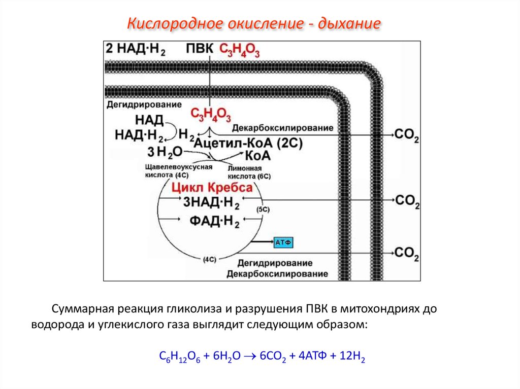 Аэробный кислород. Кислородное окисление схема. Кислородный этап в митохондриях схема. Схема кислородного этапа клеточного дыхания. Схема окисления в митохондриях.