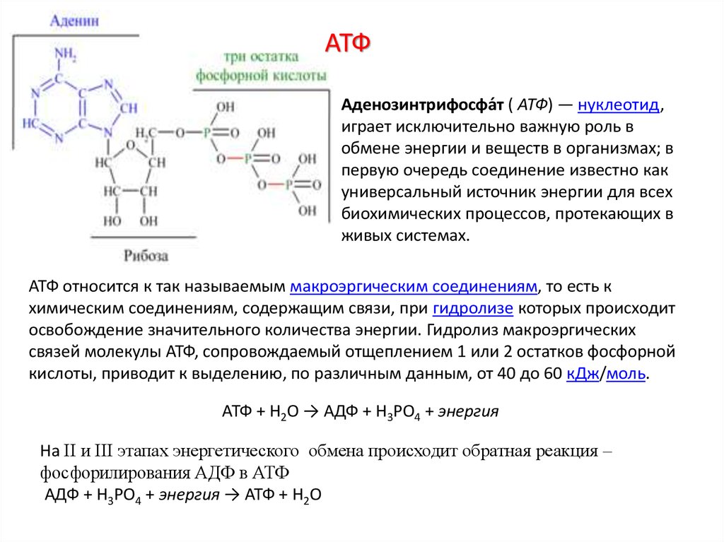 2 моль атф. Строение и роль АТФ биохимия. Функции АТФ биохимия. АТФ: источник энергии для биохимических процессов. Функции АТФ биология.